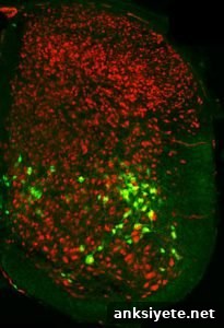 This image shows v2b interneurons.