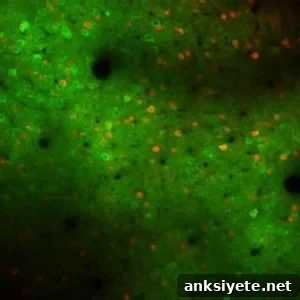 This image shows a mouse motor cortex brain slice with active neurons highlighed in green.
