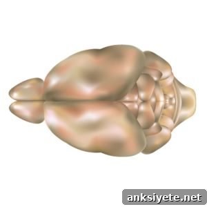 Top view of a mouse brain