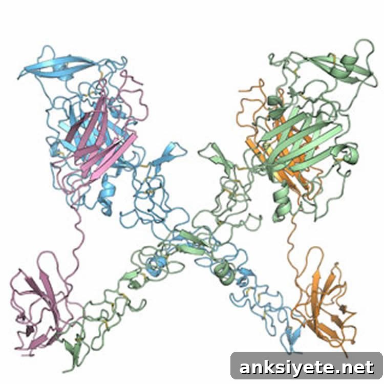 This image shows how Netrin-1 molecules (blue and green) bind to two neogenin molecules (magenta and orange).
