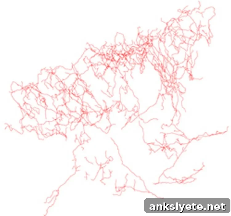 This image shows the path taken by a single cholinergic neuron as it branches through a thin section of the forebrain of a mouse.