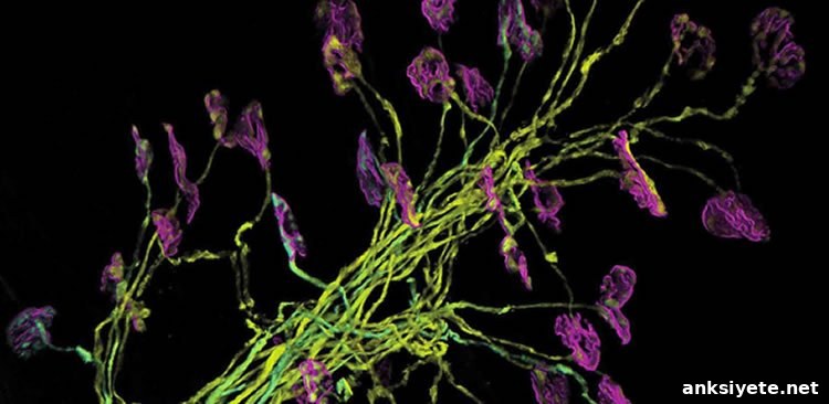 This image shows mouse motor neurons.
