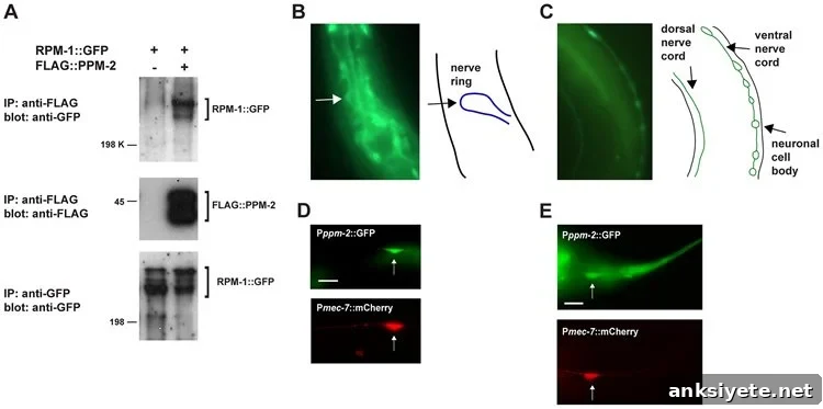 The image shows how DLK1 was regulated during the experiment.