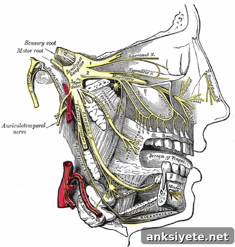 This image shows a detailed view of the trigeminal nerve and its three major divisions (shown in yellow): the ophthalmic nerve (V1), the maxillary nerve (V2), and the mandibular nerve (V3).