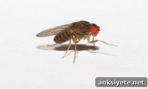 This image shows a drosophila fruit fly.