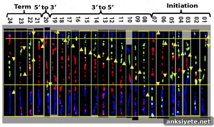 Single Nucleotide Change May Trigger Fragile X Syndrome 2 This image shows the genetic mapping the researchers performed.