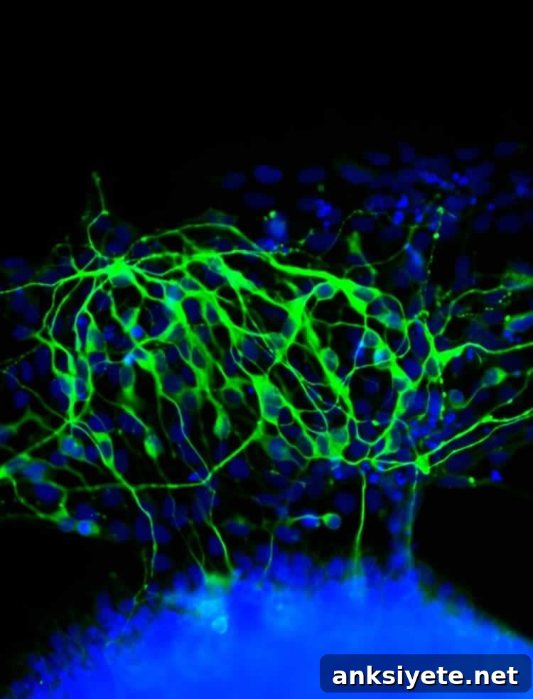 The image shows the stem cells, stained green.