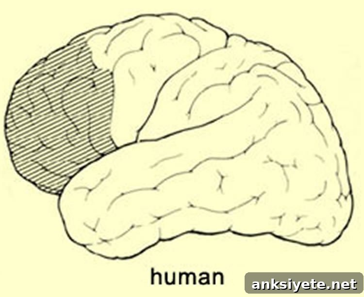 The image shows the location of the prefrontal cortex in the human brain.