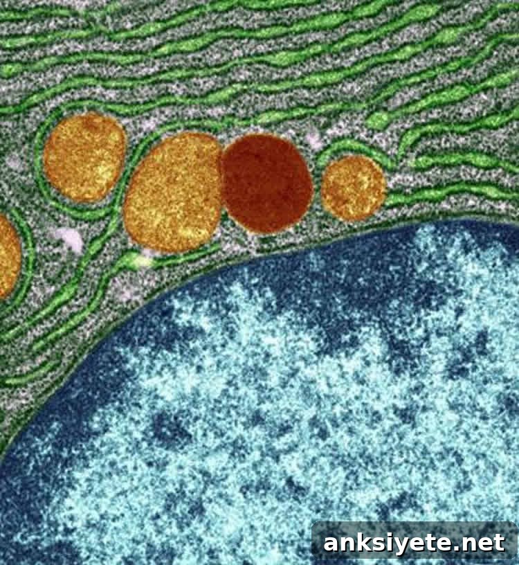 The nucleus of a cell in blue adjacent to the rough endoplasmic reticulum in green.