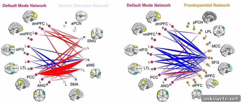 New Study Reveals Delayed Brain Connectivity in ADHD 3 The image shows 2 diagrams which show the lagged maturation of the neural connections in ADHD.