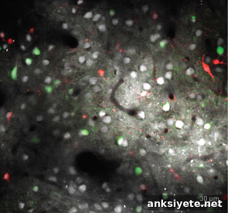 This image shows a slide of the three types of cells in the rat visual cortex.