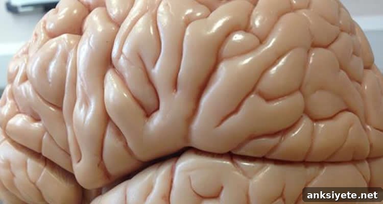A stylized image of a brain representing neuroplasticity.