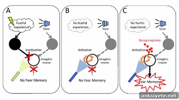 The image is a schematic showing the importance of noradrenaline, adding complexity to the concept of Hebbian plasticity.