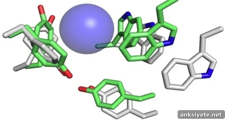 The image is a diagram representation of acetylcholine receptors.