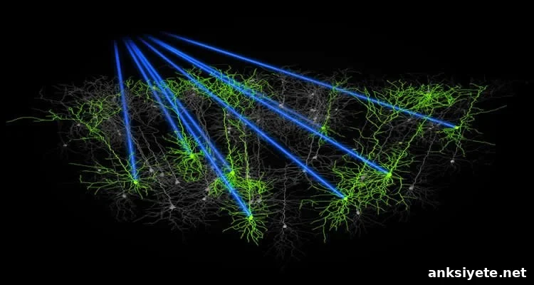 The image shows the holographic targeting lines of the neurons in the mouse cortex.