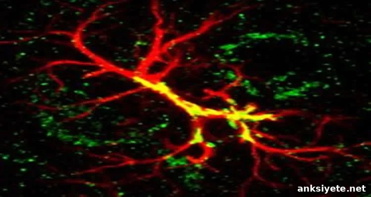 Astrocytes and hevin