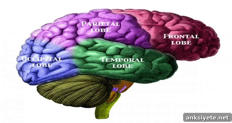 Diagram of the human brain with color-coded lobes