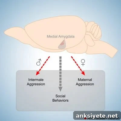 This image is a diagram of the medial amygdala. 