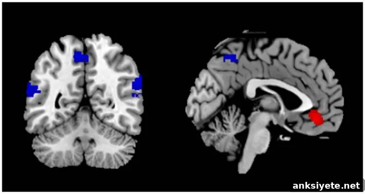 Neuroscience of Reading: How the Brain Processes Literature 2 This image shows fMRI brain scans taken from the study.