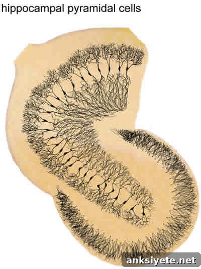The image shows hippocampal pyramidal cells.
