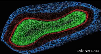 This image shows a mouse olfactory bulb.