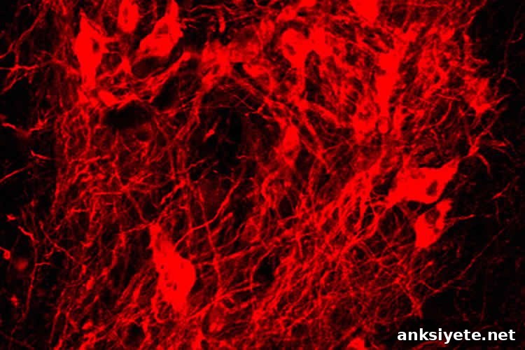 This shows the dopamine producing neurons.
