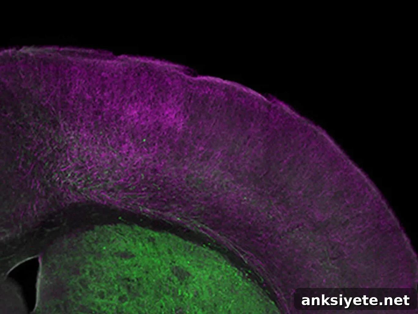 Microscopic view of the frontal cortex of a mouse showing two neuron types (ChAT+, purple; ChAT-, green) that project directly from the basal ganglia.