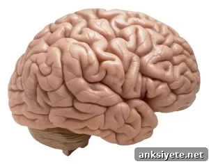 This is an image of a brain.