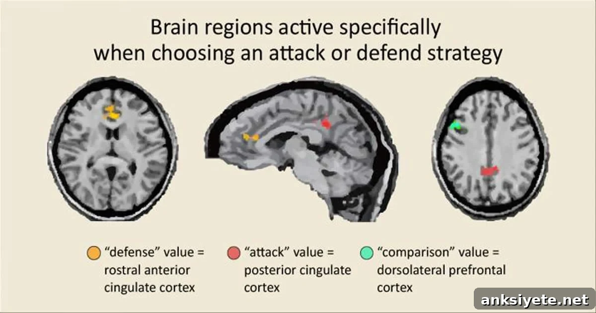 This shows MRI scans showing the areas of the cingulate cortex involved in defense and attack strategy.