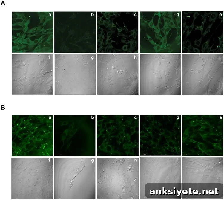 This image shows stained slices from the study.