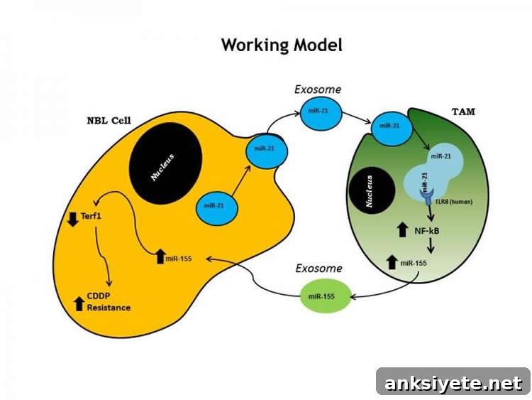 This shows the inter-cellular cross-talk in model of neuroblastoma.