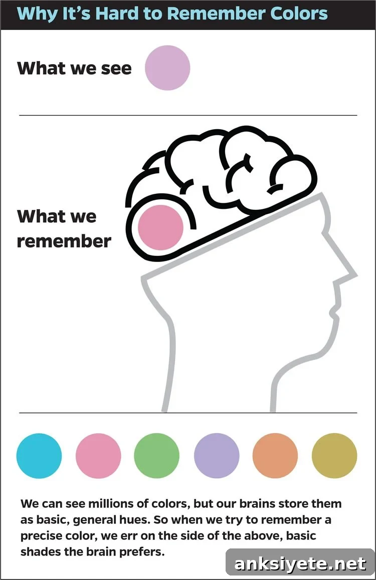 Outline of a head with the brain exposed and colored dots beneath to illustrate color memory testing.