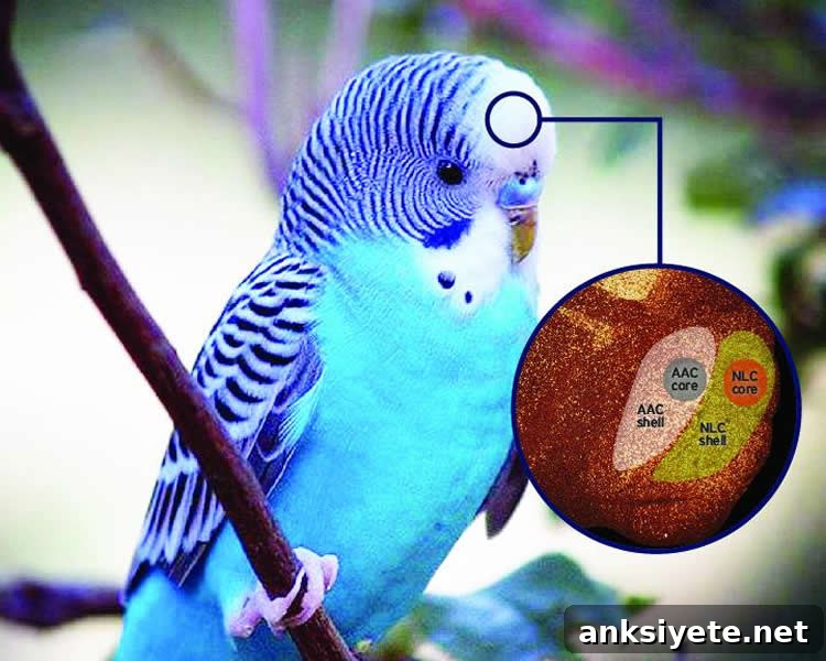 This image shows a parrot and a cut away diagram of the areas of the brain associated with vocal learning.