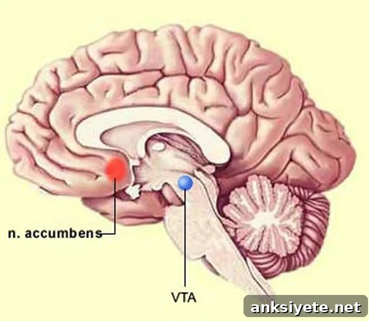 This image shows the location of the ventral tegmental area in the brain.