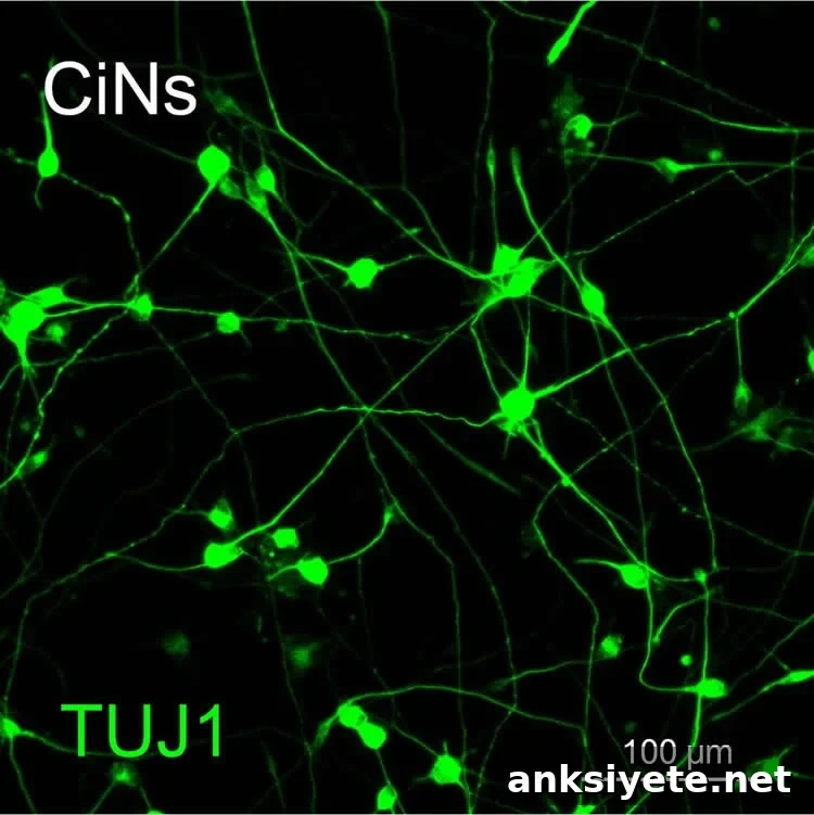 These are neurons induced from mouse stem cells.