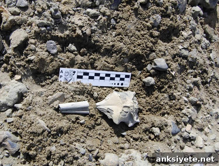 Fossil Skull Reveals How Penguin Brains Evolved 2 This shows the fossil penguin skull.