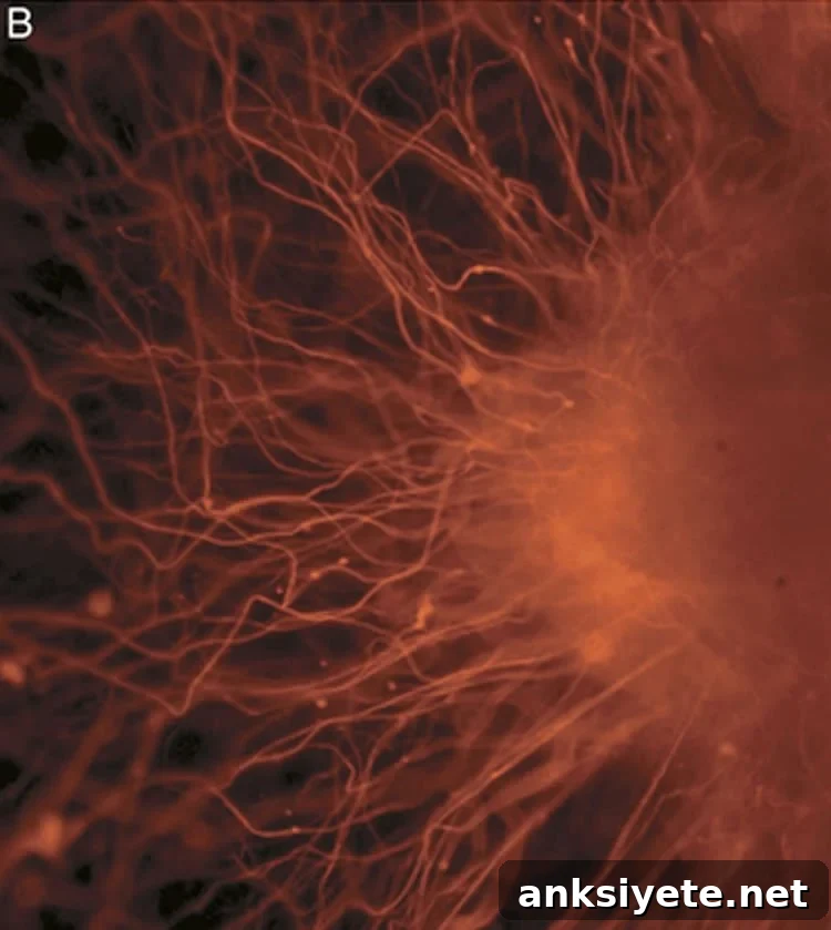 This shows Nerve cells, an example of a cell type after differentiation.