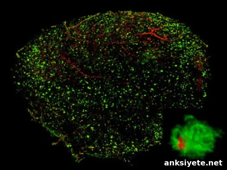 3D visualization of amyloid beta plaques in the brain.