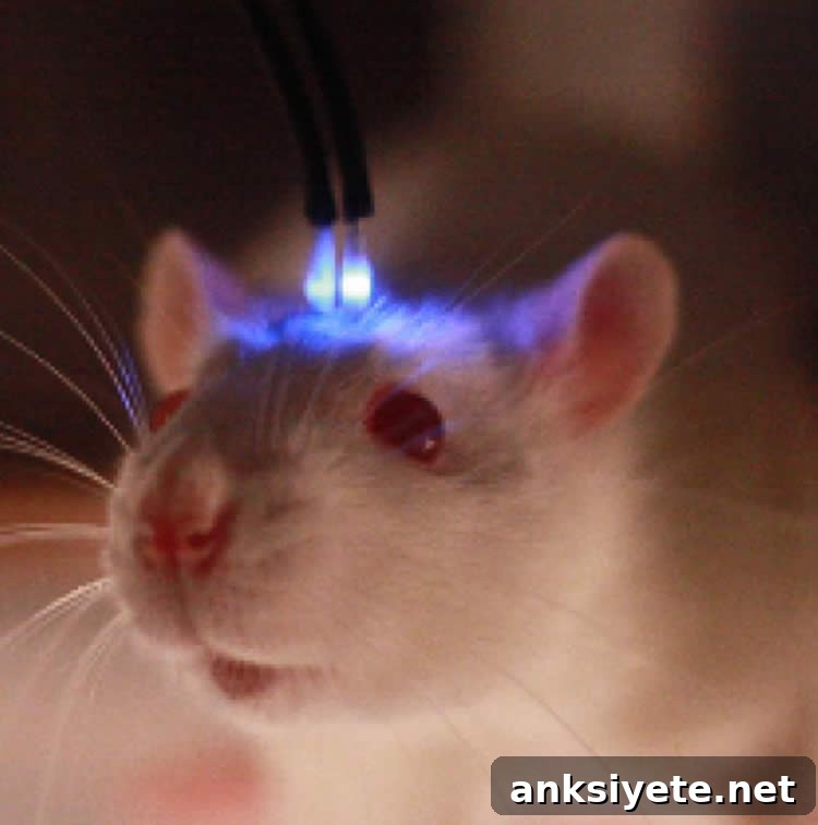Image shows a mouse with a blue light brain shunt.