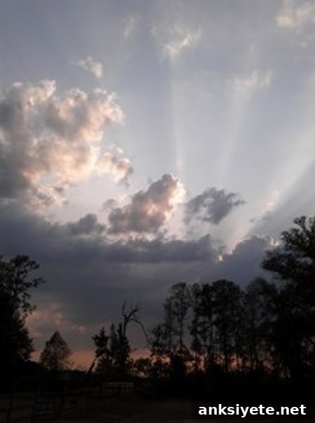 Sunlight shining through trees.