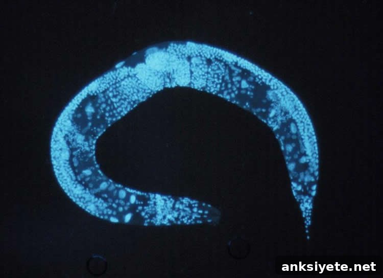 Can Your Sense of Smell Predict Your Lifespan? 2 Image shows a C. elegan.