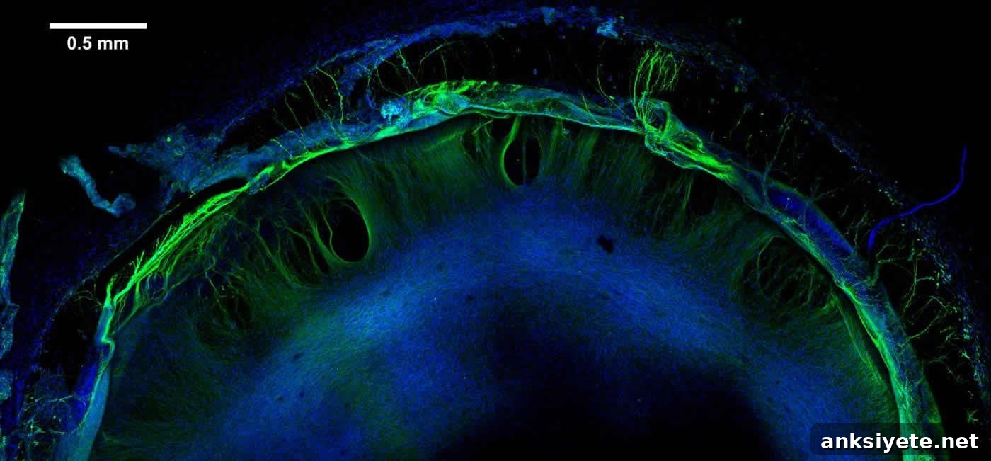 image shows formation of neural tissue.