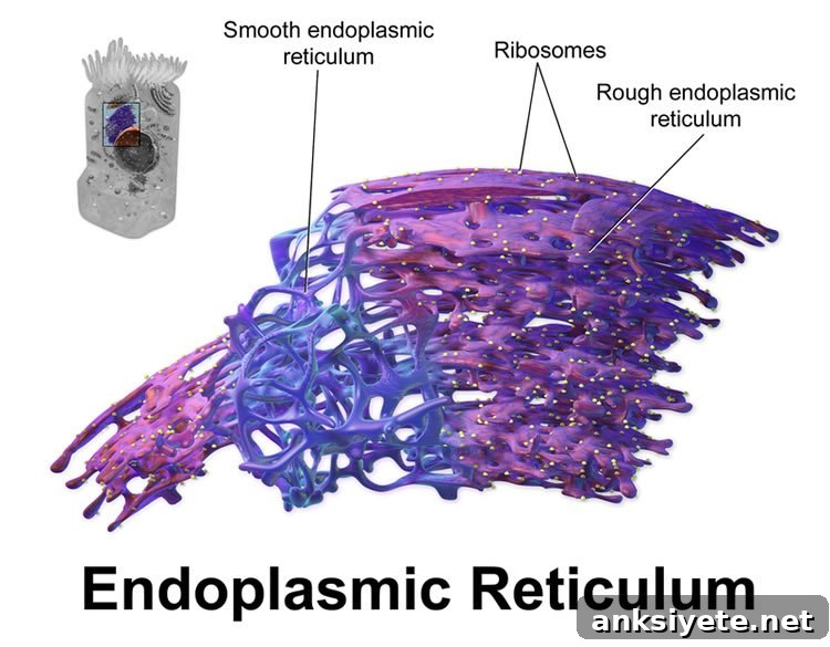 3D rendering of endoplasmic reticulum.