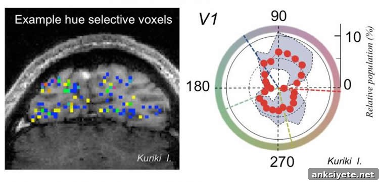 Image shows a brain scan with the neuron areas highlighted in different colors.