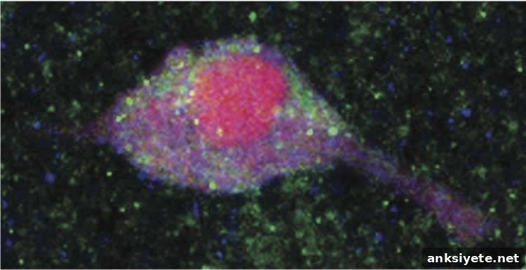 Image shows insulin receptors in a rodent brain.