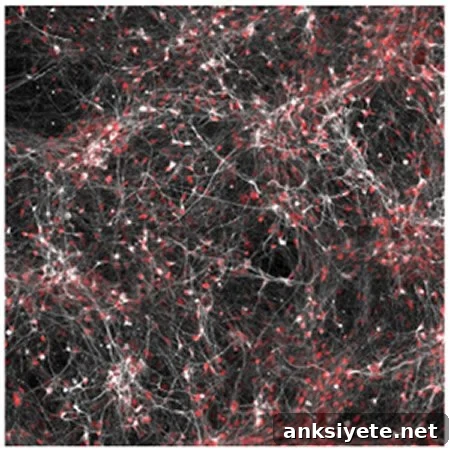 Neurons from bipolar patients showing altered electrical activity in response to lithium