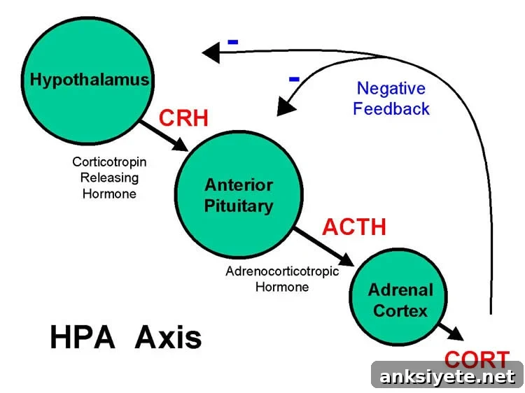 Diagram of the HPA axis.