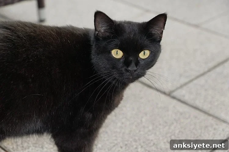 Image of a black cat.
