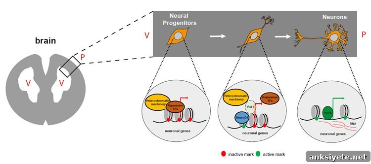 Diagram shows how NeuroD1 influences neurodevelopment.