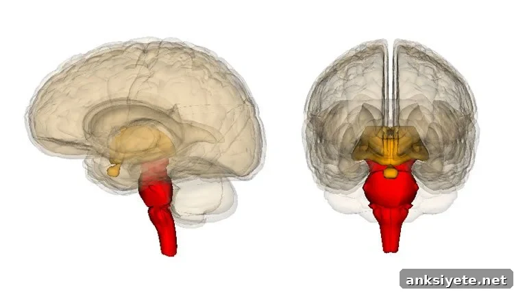 Image shows the brainstem.